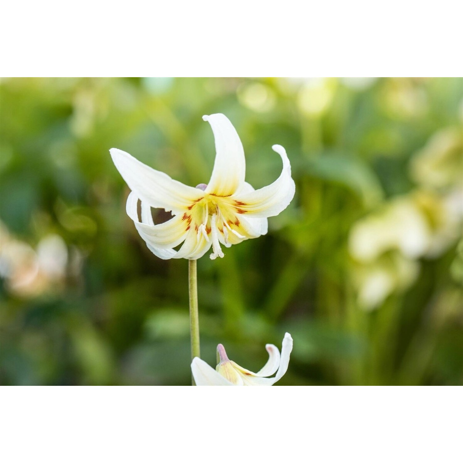 Erythronium Tuolumnense White Beauty Hundszahn Ca. 9x9 cm Topf günstig online kaufen