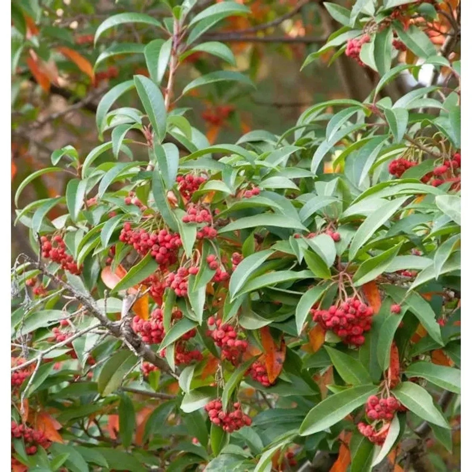 Funkenblatt 60-80cm - Stranvaesia davidiana