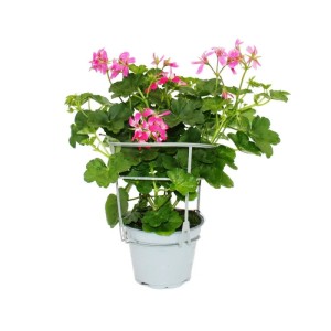 Hängende Exotenherz Geranien (3er Set) im 12cm Topf, rosa Blüten.