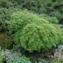Grüner Fächerahorn 'Viridis' (Acer palmatum) im Garten, buschiger Wuchs, grüne Blätter.