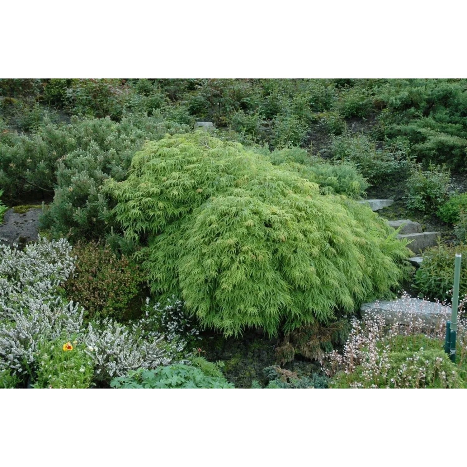Grüner Fächerahorn 'Viridis' (Acer palmatum) im Garten, buschiger Wuchs, grüne Blätter.