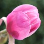 Nahaufnahme einer rosa Magnolie Sweet Valentine Blüte, Kategorie Sträucher.