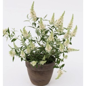 Sommerflieder Nanho White im Topf, weiße Blütenstände.