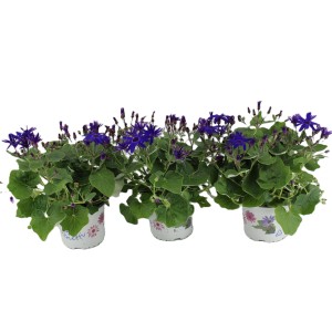 Drei Töpfe Greiskraut (Senecio cruentus) mit blauen Blüten, Frühjahrsbepflanzung für Balkon und Garten.