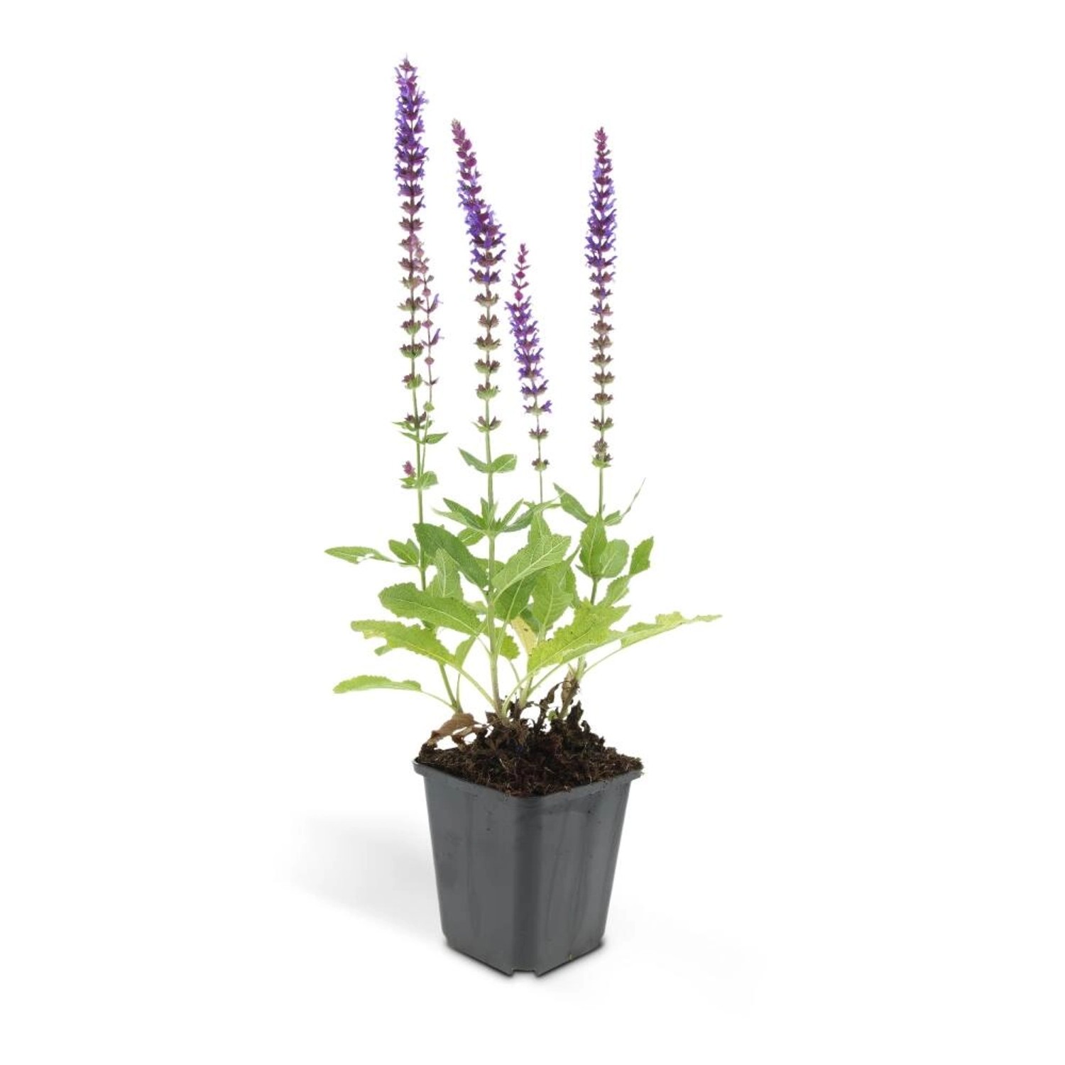 Exotenherz Ziersalbei Steppensalbei Salvia Nemorosa Ostfriesland 9cm Topf S günstig online kaufen