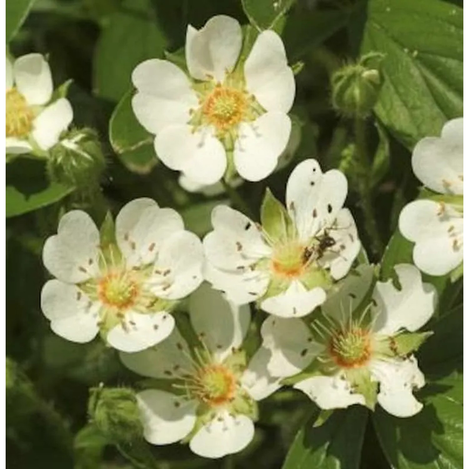 Teppich Fingerkraut Nuuk - großer Topf - Potentilla tridentata