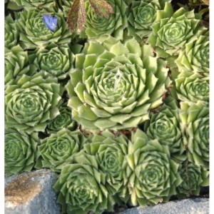 Nahaufnahme von Hauswurz Glaucum (Sempervivum tectorum), einer grünen Staude.