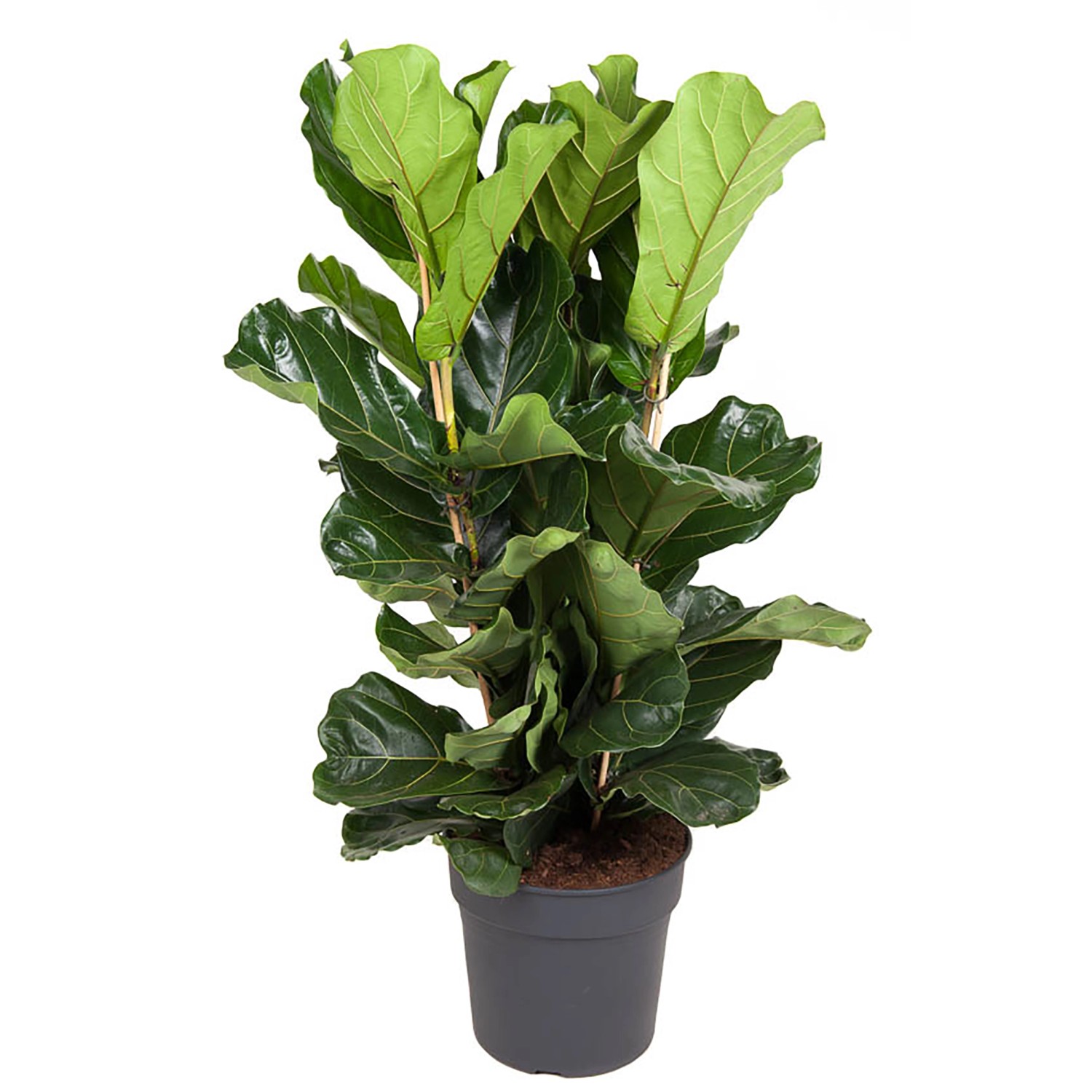 GROW by OBI Geigenfeige Höhe ca. 135 cm Topf Ø ca. 34 cm Ficus Lyrata günstig online kaufen