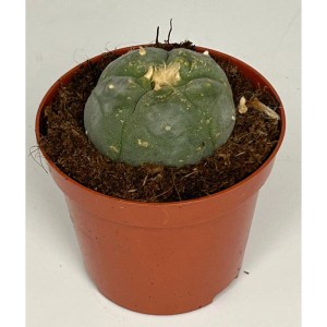 Blühfähiger Peyote Kaktus (Lophophora Williamsii) im 8,5cm Topf.