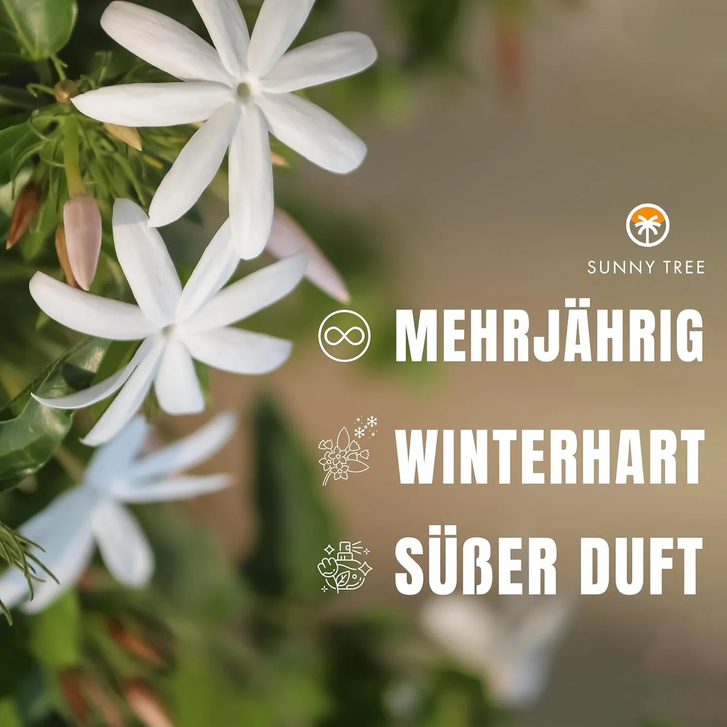 Nahaufnahme: Toskanischer Jasmin mit weißen Blüten. Kletterpflanze, winterhart, mehrjährig, süßer Duft.