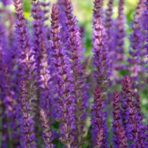 Detailaufnahme von violett blühendem Exotenherz Ziersalbei 'Ostfriesland'.