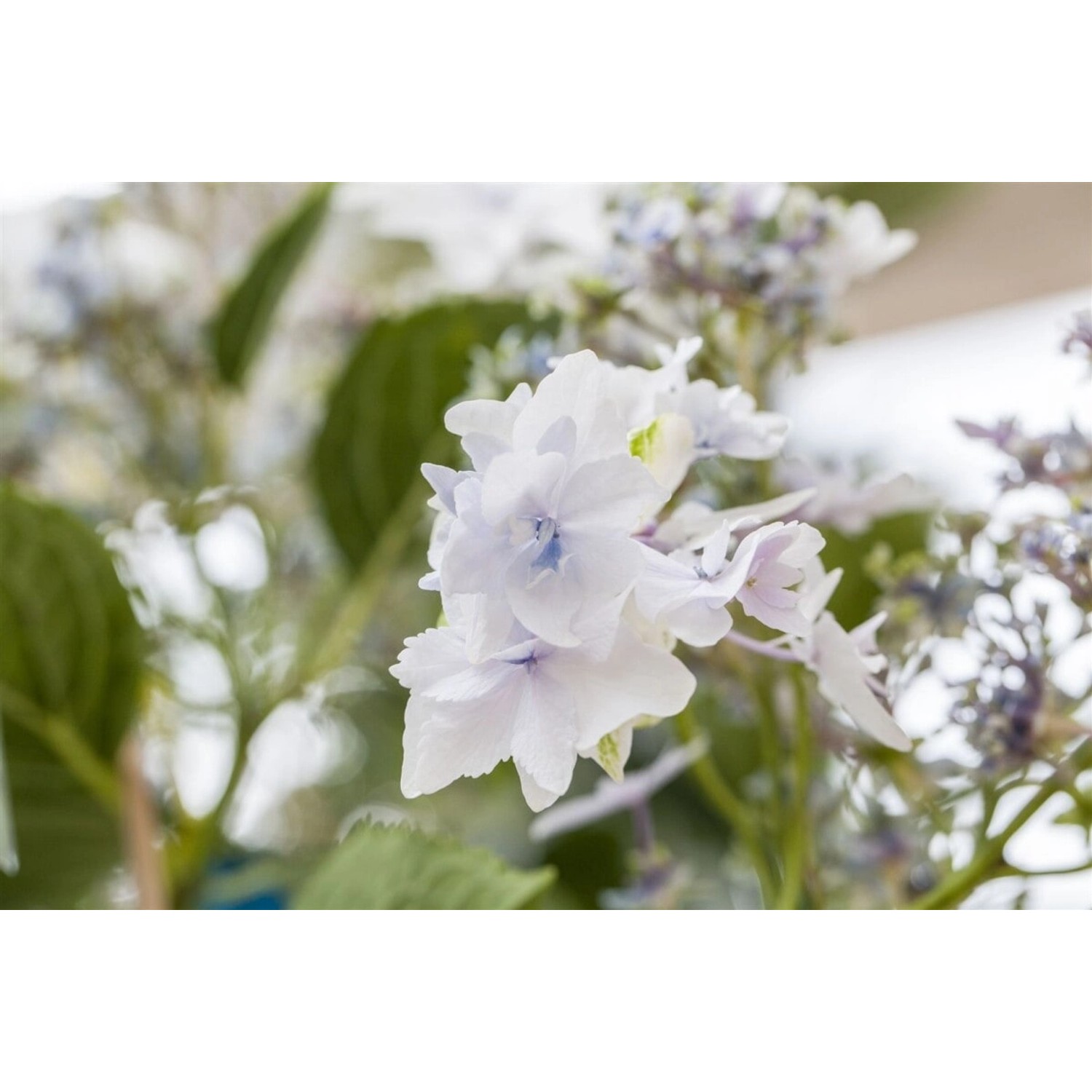Hydrangea Mac. 'Fireworks White' Hortensie 30-40 cm günstig online kaufen