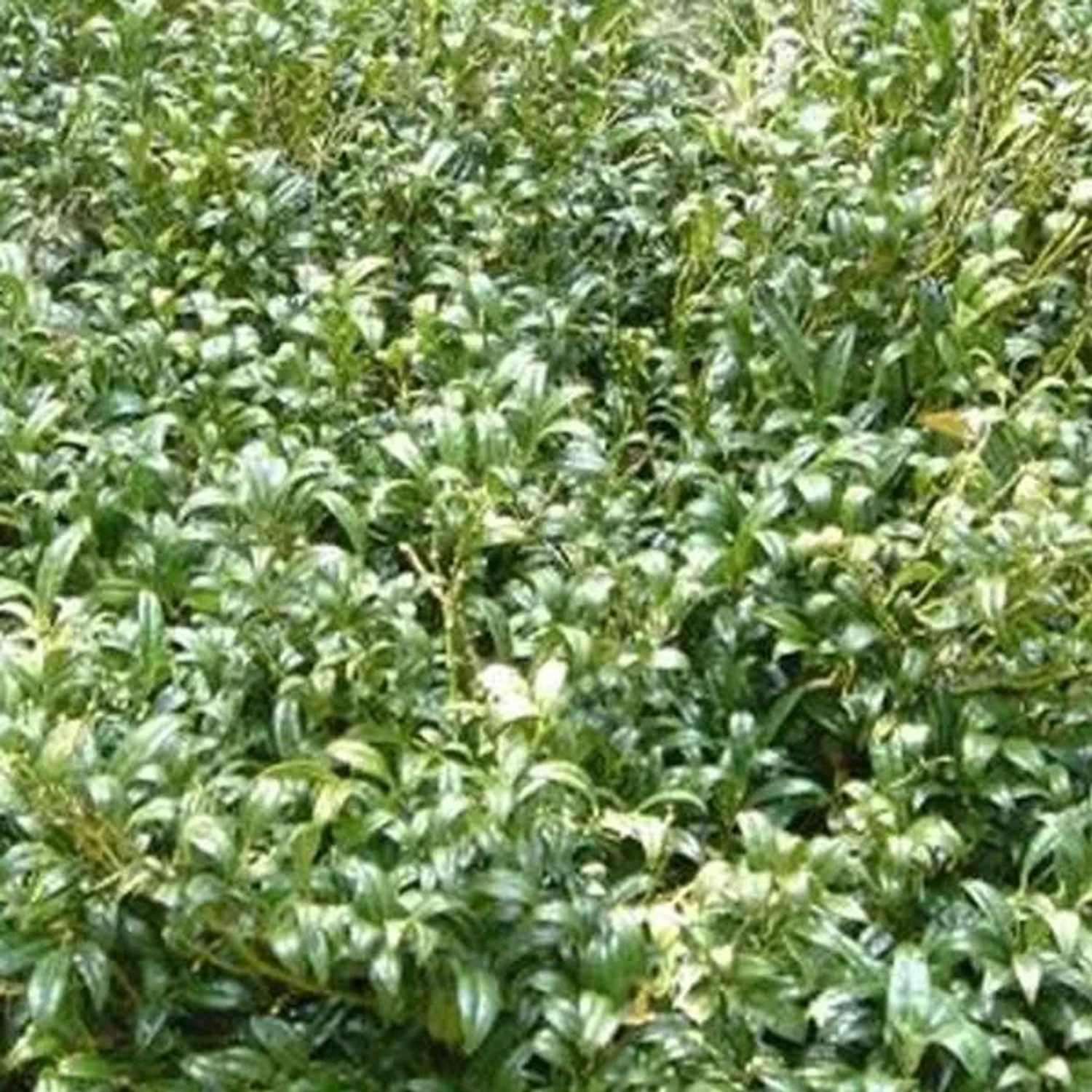Himalaya-Schleimbeere Sarcococca hookeriana 20 bis 25 cm im Container Immergrün