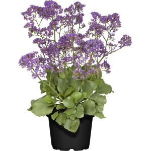 Geflügelter Strandflieder (Limonium sinuatum) im Topf, violette Blüten, ca. 20-30 cm hoch.