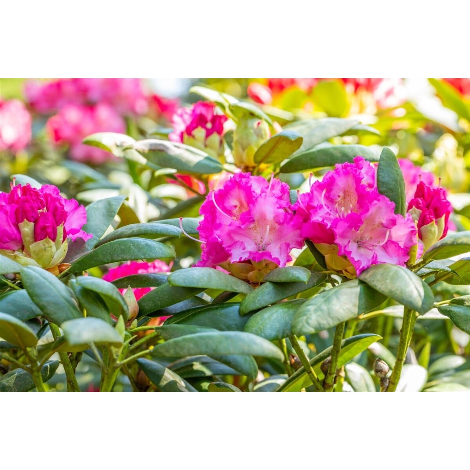 Rhododendron Yakushimanum Rosita Rosa Blüten 30–40 cm günstig online kaufen