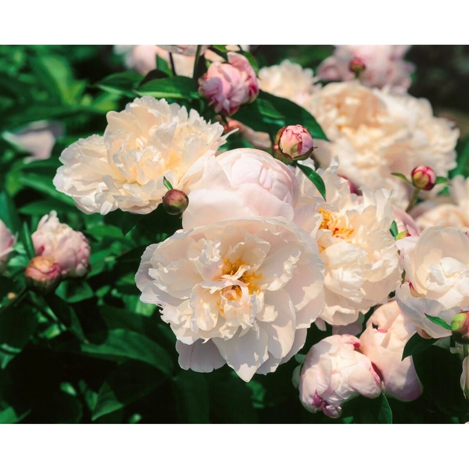 Paeonia Lactiflora Pfingstrose Lady Alexandra Duff 2-3 Liter Container günstig online kaufen