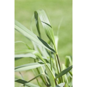 Detailaufnahme der Rutenhirse 'Squaw' im Topf, grüne Blätter. Ziergras für Garten und Beet.