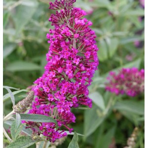 Nahaufnahme eines Schmetterlingsstrauchs 'Magenta' mit leuchtend pinkfarbenen Blüten.