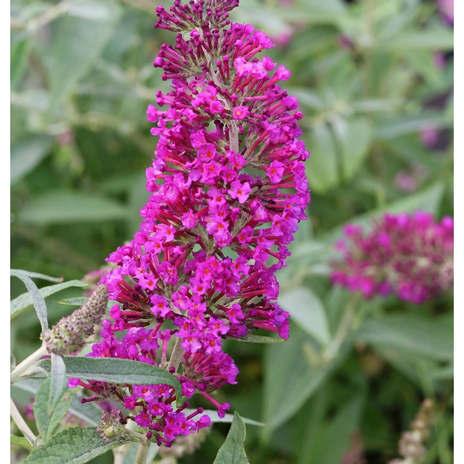 Schmetterlingsstrauch Magenta 30-40cm - Buddleja günstig online kaufen