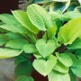 Buschige, gelb-grüne Hosta 'Fire Island' im 9x9 cm Topf. Ideal für Beet und Kübel.