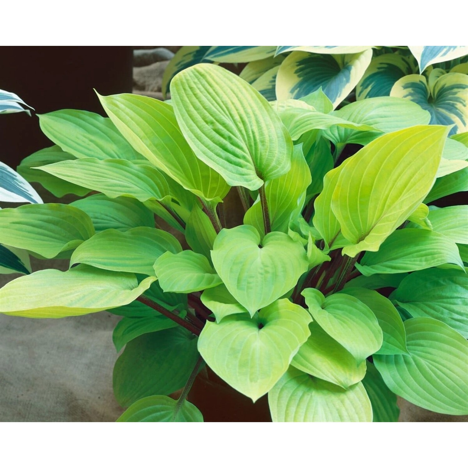 Hosta X Cult. Fire Island Funkie Ca. 9x9 cm Topf günstig online kaufen