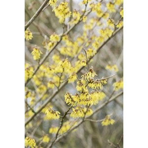 Detailaufnahme der gelben Blüten der Hamamelis Intermedia 'Arnold Promise' Zaubernuss.