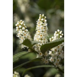 Blühender Kirschlorbeer 'Piranha' (Prunus laurocerasus) mit weißen Blütenständen, Nahaufnahme.
