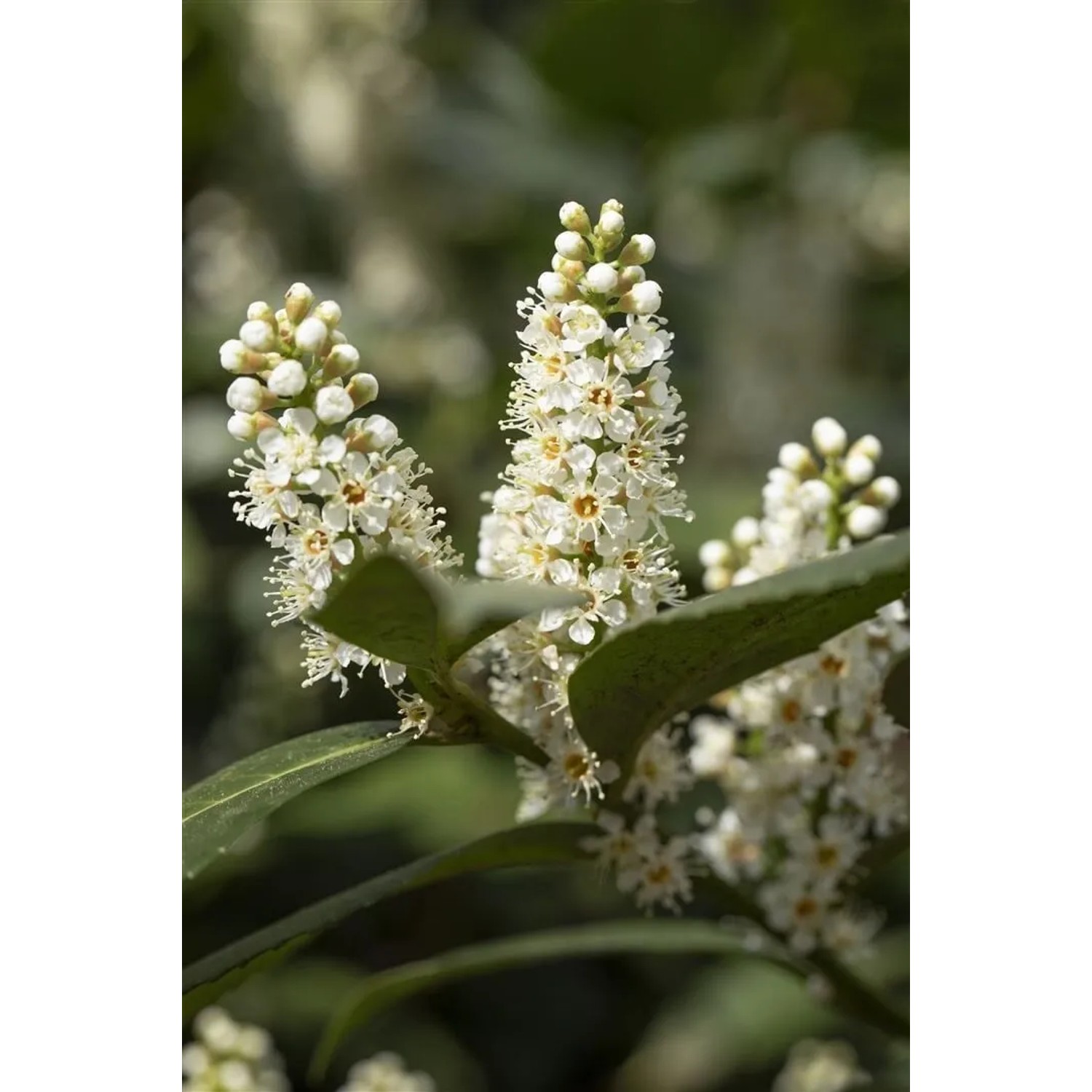Blühender Kirschlorbeer 'Piranha' (Prunus laurocerasus) mit weißen Blütenständen, Nahaufnahme.