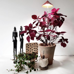 Parus LED-Pflanzenlampe Sunlite 7W Rot beleuchtet Zimmerpflanze mit roten Blättern in Terrakottatopf.