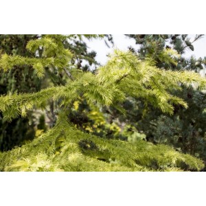 Nahaufnahme der Goldlärche (Pseudolarix Amabilis) mit hellgrünen Nadeln.