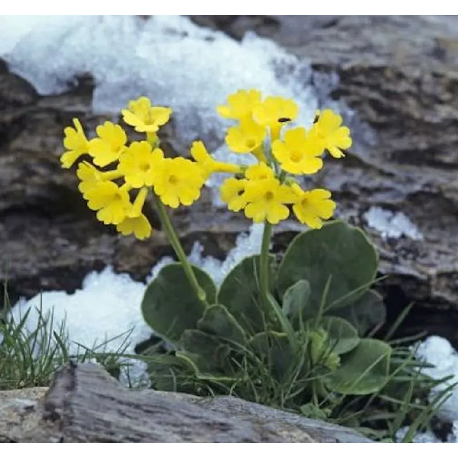 Alpenaurikel - Primula auricula