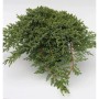Japanischer Kriechwacholder, grüne Gartenpflanze für Steingärten und Grabbepflanzung.