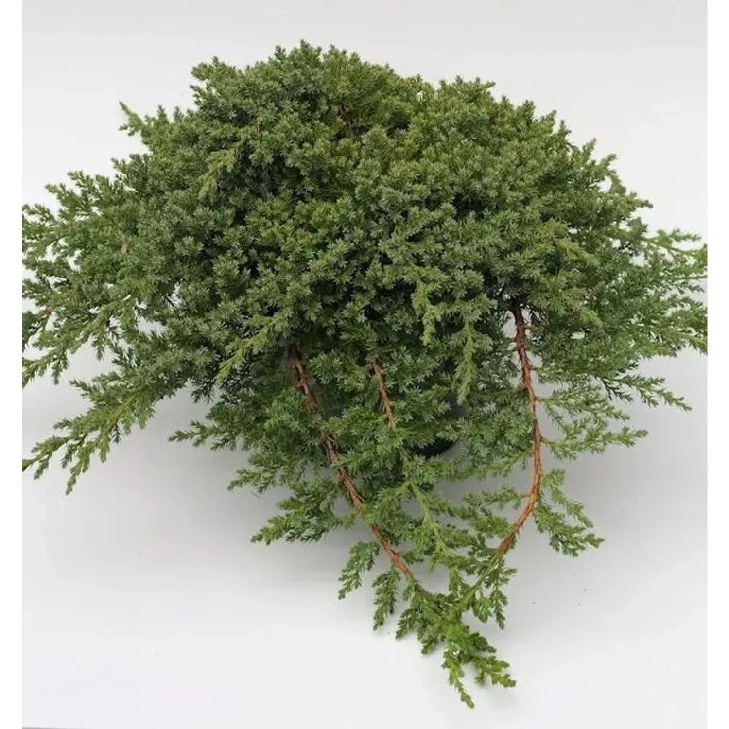 Japanischer Kriechwacholder 25-30cm - Juniperus procumbens