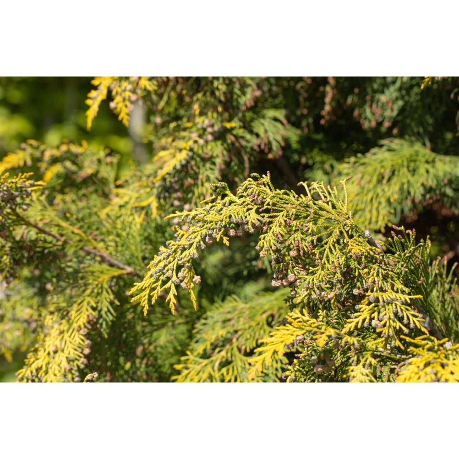 Chamaecyparis lawsoniana 'Kelleriis Gold' 40-60 cm günstig online kaufen