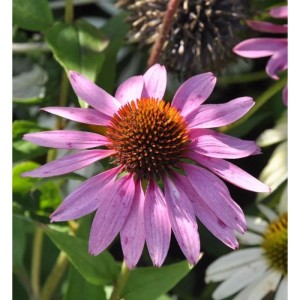 Nahaufnahme einer lilafarbenen Sonnenhut (Echinacea) Blüte mit braunem Blütenkopf.