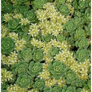 Nahaufnahme der Rosetten Fetthenne (Sedum pachyclados) Staude mit kleinen, weißen Blüten.