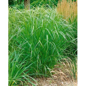 Grüne Panicum Virgatum Warrior Rutenhirse im 3-5 Liter Container für sonnige Standorte.