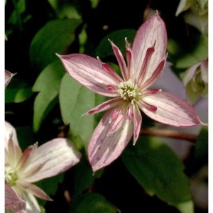 Blüte der Bergwaldrebe 'Majorie' (Clematis montana) mit rosa Blütenblättern und grünen Blättern.
