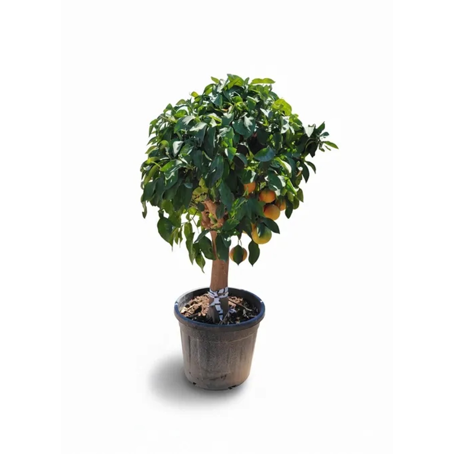 Sunny-Tree Grapefruit Citrus Paradisi Zitrusbaum Obstbaum Von 25 Jahre Alt Und 180 Zentimeter