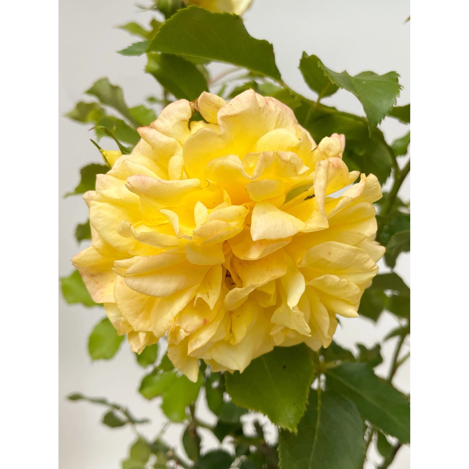 Nahaufnahme einer gelben Edelrose 'Sterntaler' im Topf mit grünen Blättern.