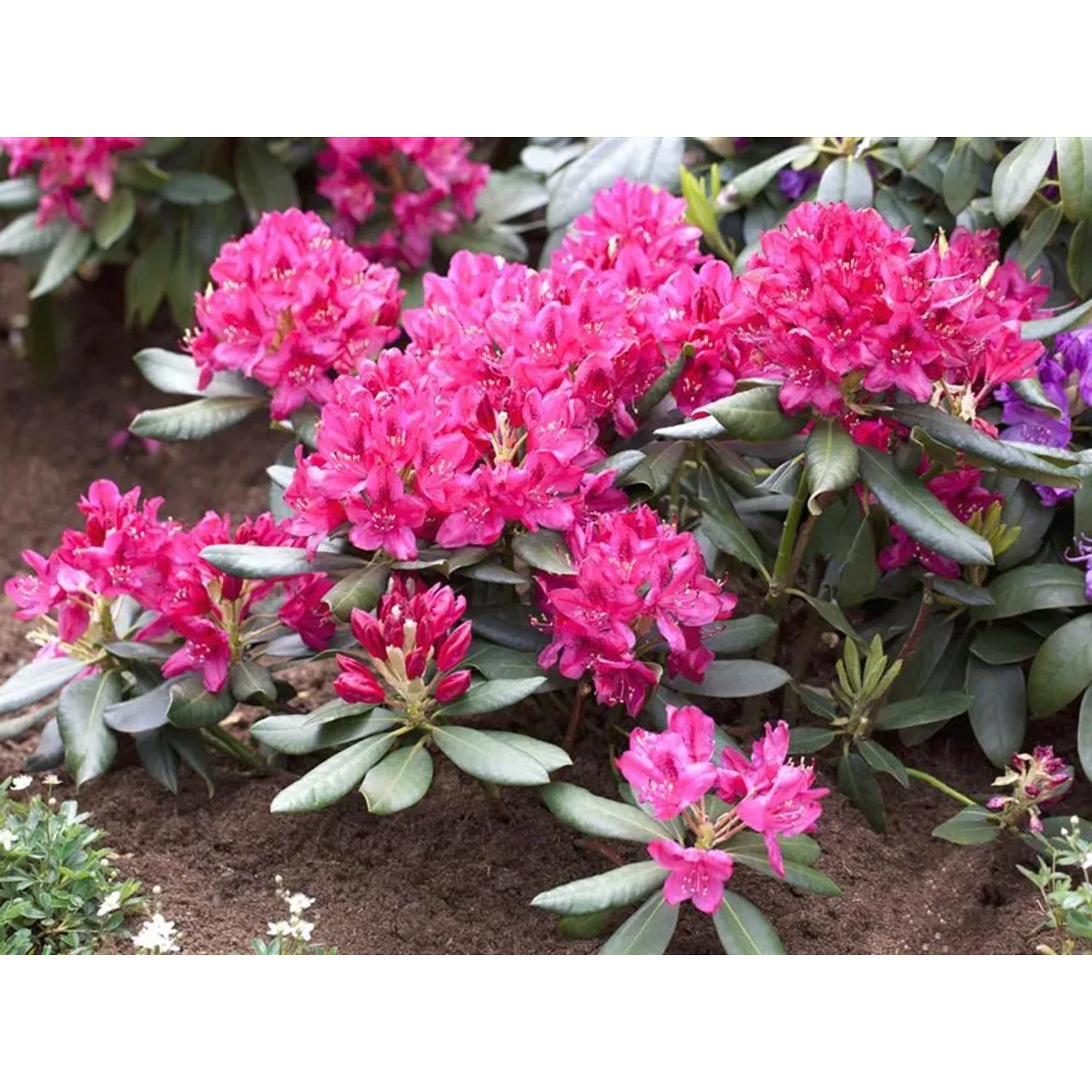 GROW by OBI Rhododendron Nova Zembla Rot 50-60 cm 7,5 l kaufen bei OBI