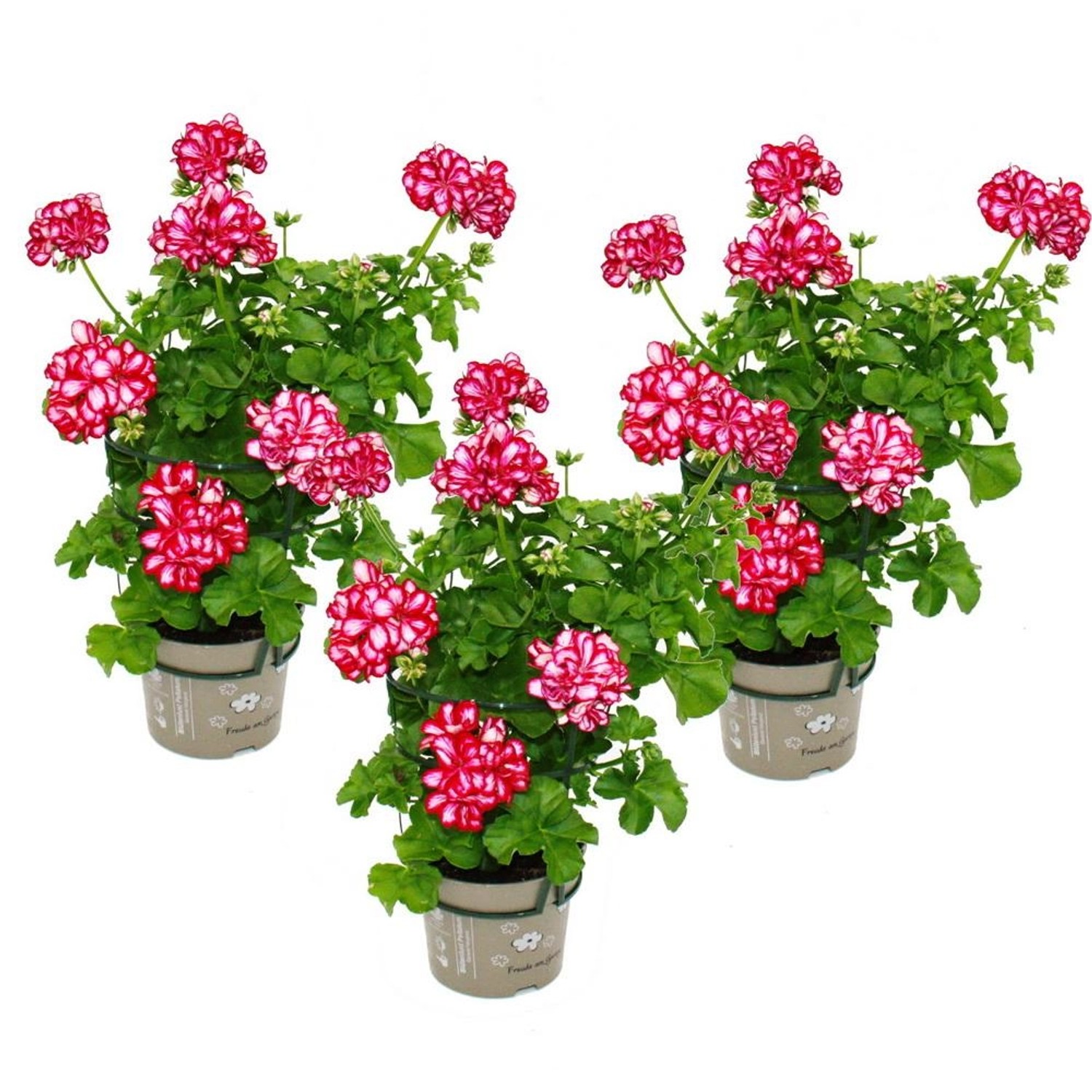Exotenherz Geranien Hängend Pelargonium Peltatum 12cm Topf Set mit 3 Pflanzen zweifarbig Rot-Weiß