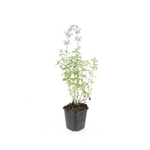 Exotenherz Katzenminze im 9cm Topf, Set mit 6 Bodendecker Pflanzen.
