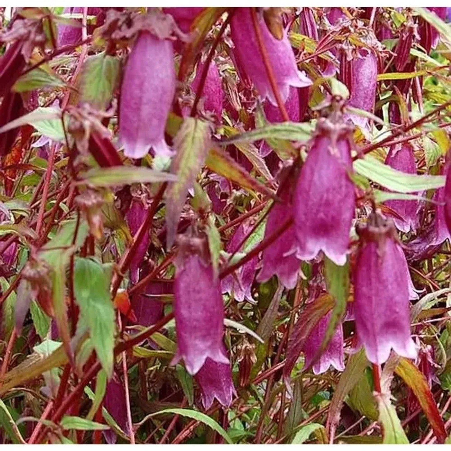 Punktierte Glockenblume Beetroot - Campanula punctata