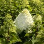 Rispenhortensie Grandiflora, cremeweiße Blüte, 60-100 cm hoch. Blühende Zimmerpflanze für Beet und Garten.