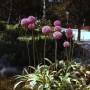 Blühender Riesenlauch Ambassador (Allium giganteum) im Garten, violette Blütenkugeln auf langen Stielen.