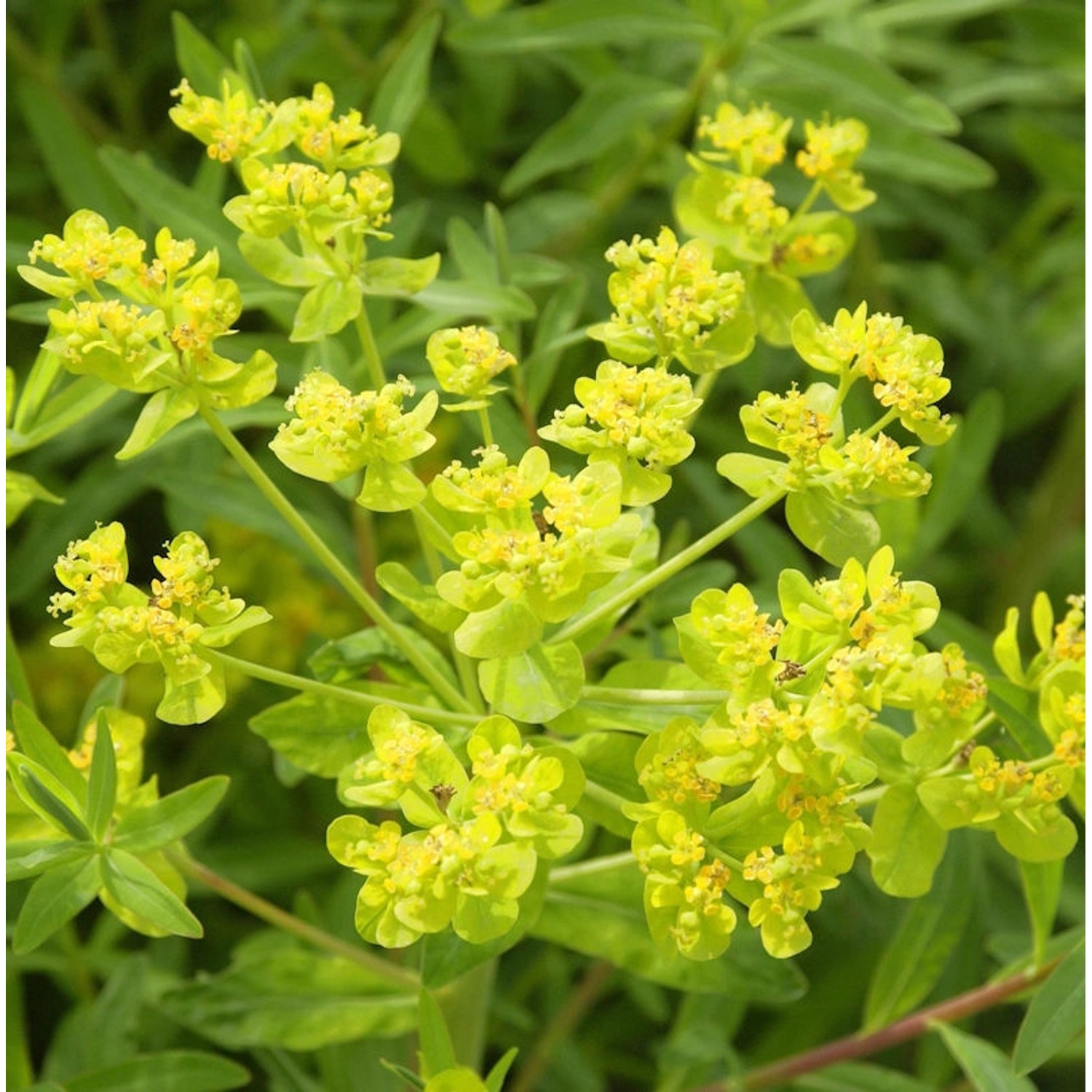 Sumpf-Wolfsmilch Teichlaterne - Euphorbia palustris günstig online kaufen