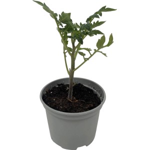 Junge Datteltomate im Topf, grüne Blätter. Ideal für Balkon und Garten.