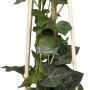 Großblättriger Irischer Efeu (Hedera hibernica) im Topf mit Rankhilfe.