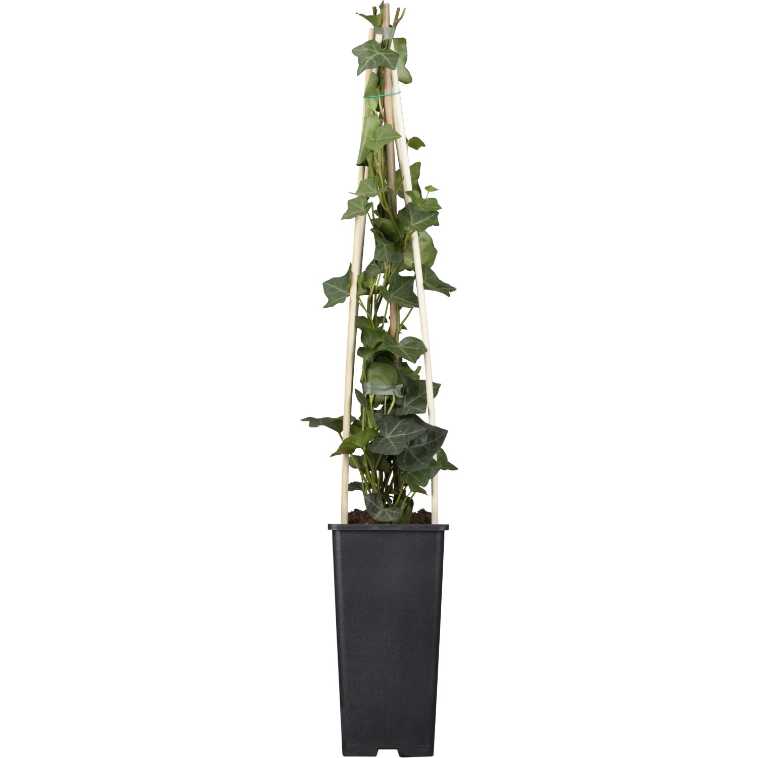 Großblättriger Irischer Efeu ca. 40 - 60 cm Topf-Ø ca. 17 cm Hedera hiberni günstig online kaufen